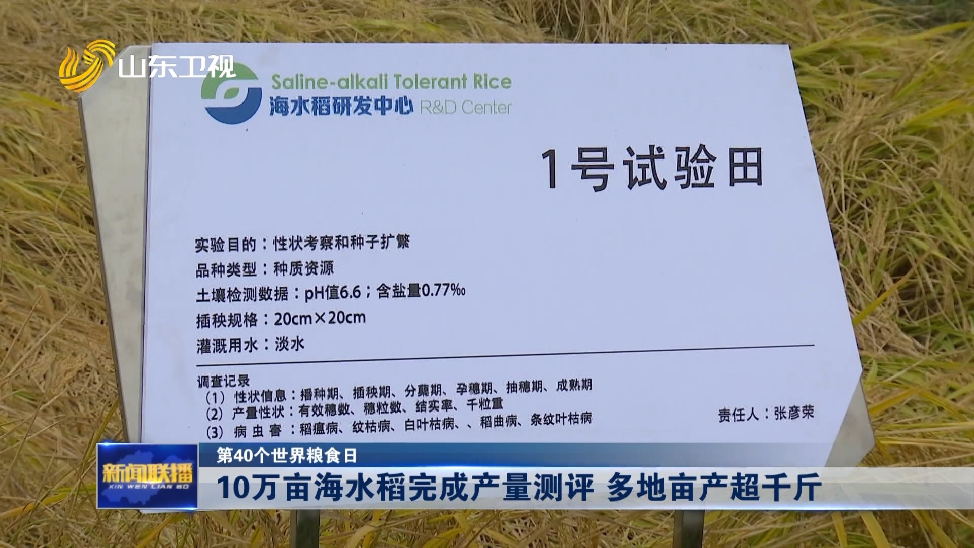 【第40个世界粮食日】10万亩海水稻完成产量测评 多地亩产超千斤