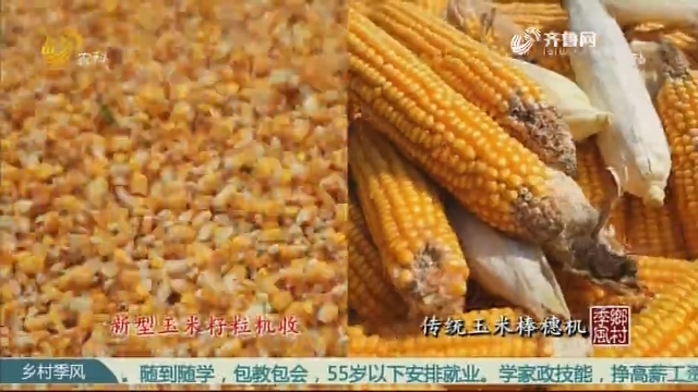 “懒汉”式收玉米 优粮生产新方向