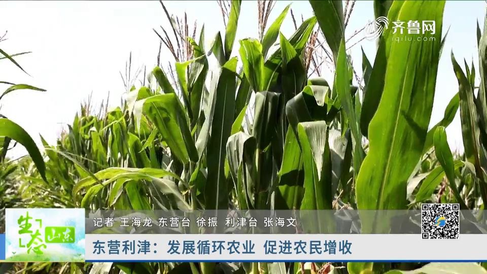东营利津：发展循环农业 促进农民增收