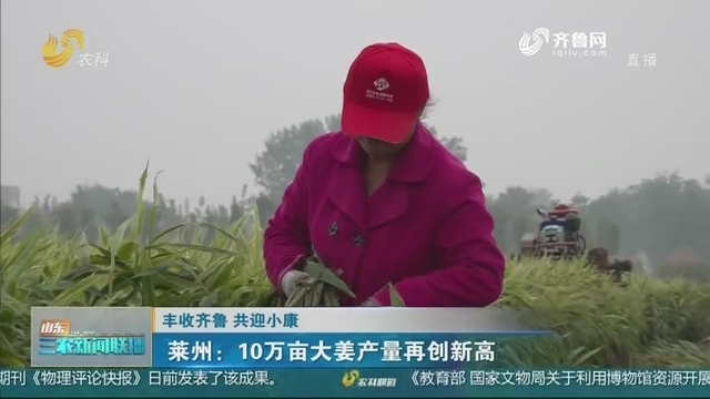 【丰收齐鲁 共迎小康】莱州：10万亩大姜产量再创新高