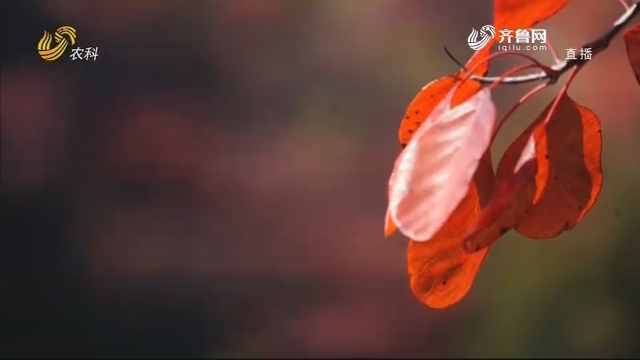 潍坊：红叶遍山 层林尽染