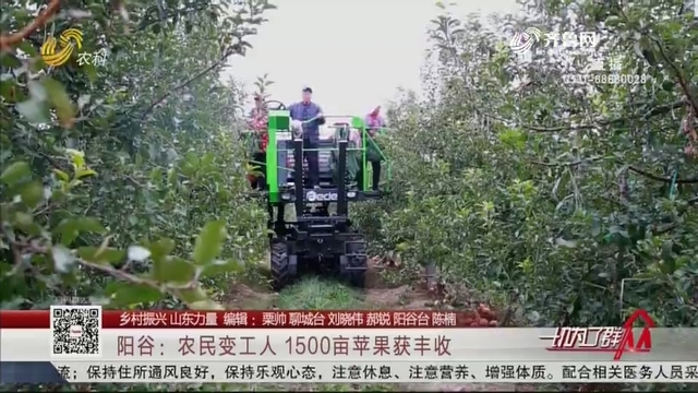 【鄉村振興 山東力量】陽谷：農民變工人 1500畝蘋果獲豐收