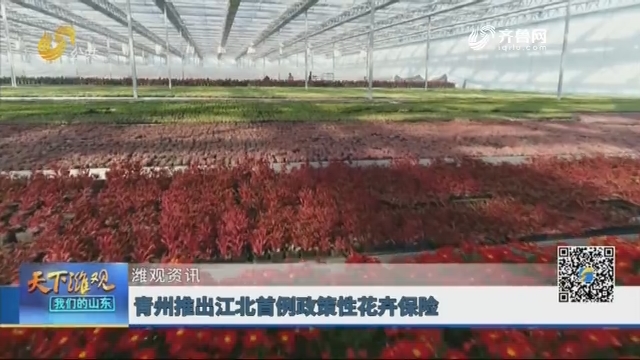 【潍观资讯】青州推出江北首例政策性花卉保险
