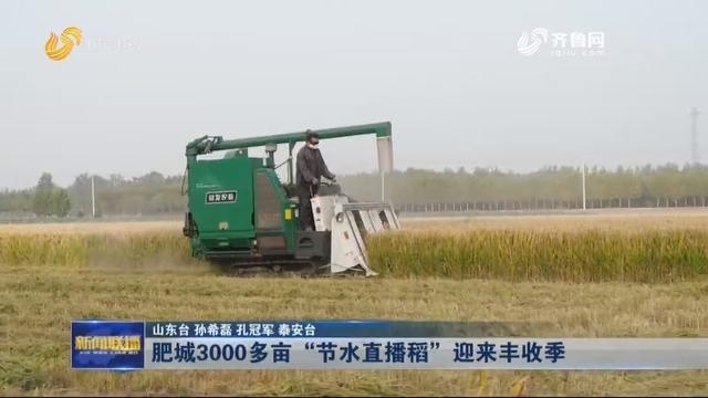 肥城3000多亩“节水直播稻”迎来丰收季