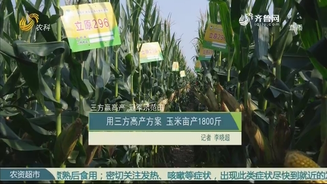 【三方赢高产 冠军示范田】用三方高产方案 玉米亩产1800斤