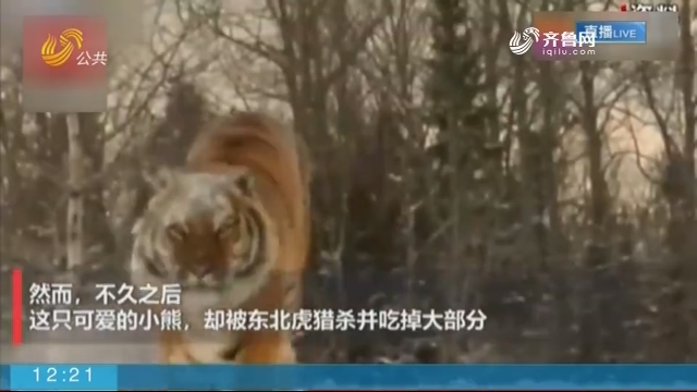 【闪电短视频】小兴安岭首次找到东北虎吃熊证据