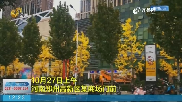 【闪电短视频】“人造秋景”？一商场锯掉门前真银杏树叶换上了假的