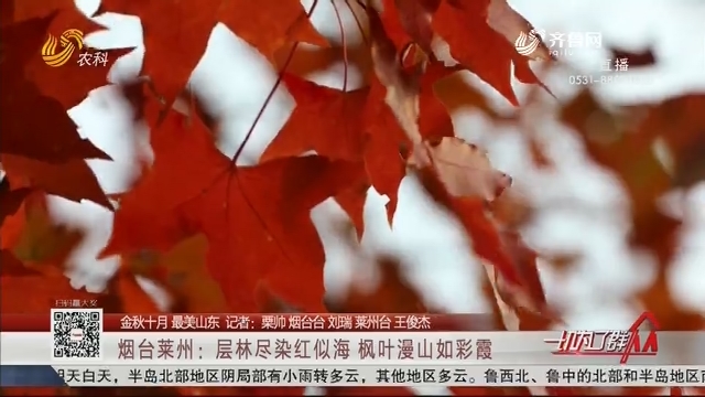 【金秋十月 最美山东】烟台莱州：层林尽染红似海 枫叶漫山如彩霞