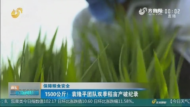 【保障粮食安全】1500公斤！袁隆平团队双季稻田产破记录
