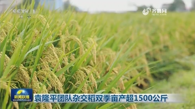 袁隆平团队杂交稻双季亩产超1500公斤