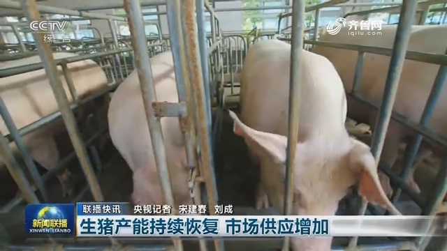 生猪产能持续恢复 市场供应增加