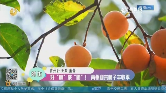 潍坊：好“柿”成“霜”！ 青州迎来柿子丰收季