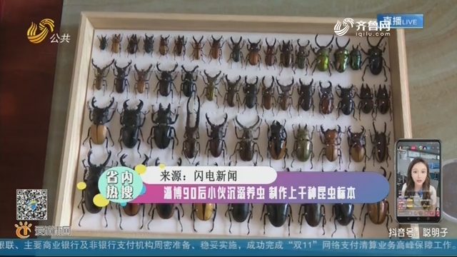 【省内热搜】淄博90后小伙沉溺养虫 制作上千种昆虫标本