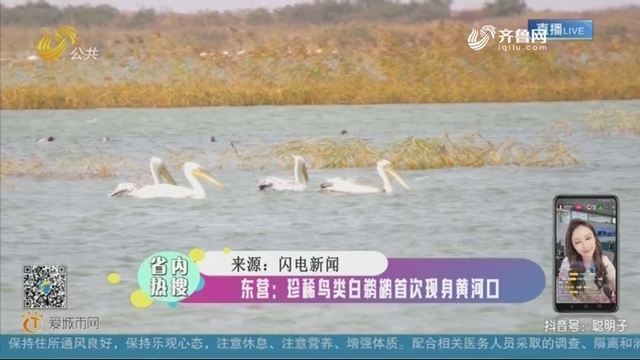 【省内热搜】东营：珍稀鸟类白鹈鹕首次现身黄河口