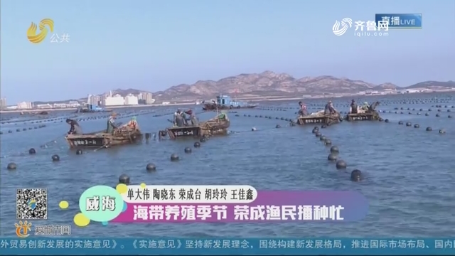 威海：海带养殖季节 荣成渔民播种忙