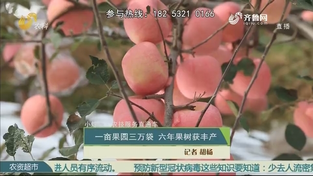 【小螺号·农技服务直通车】一亩果园三万袋 六年果树获丰产