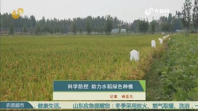 科学防控 助力水稻绿色种植