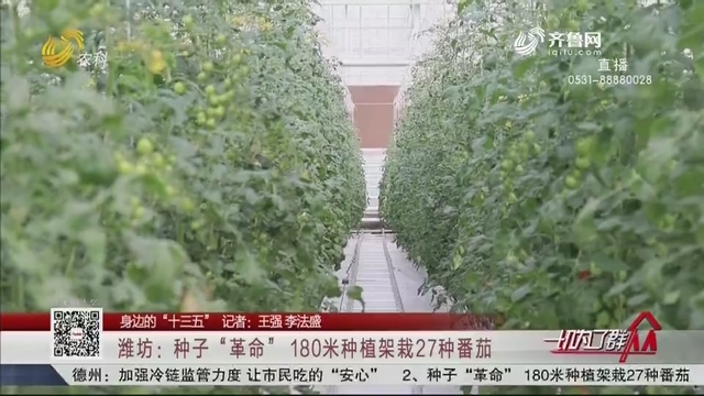 【身边的“十三五”】潍坊：种子“革命” 180米种植架栽27种番茄