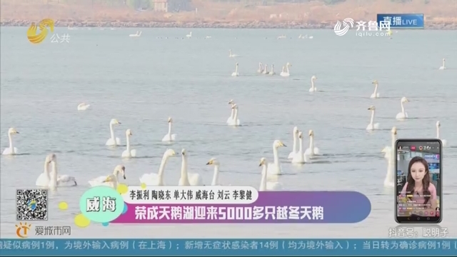 威海：荣成天鹅湖迎来5000多只越冬天鹅