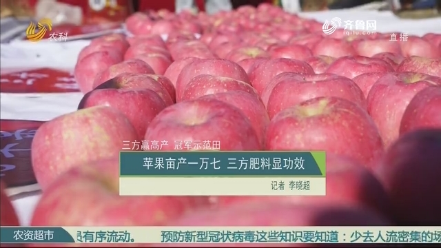 【三方赢高产 冠军示范田】苹果亩产一万七 三方肥料显功效