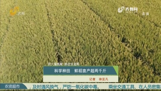 【农大腐植酸 挑战吉尼斯】科学种田 鲜稻亩产超两千斤