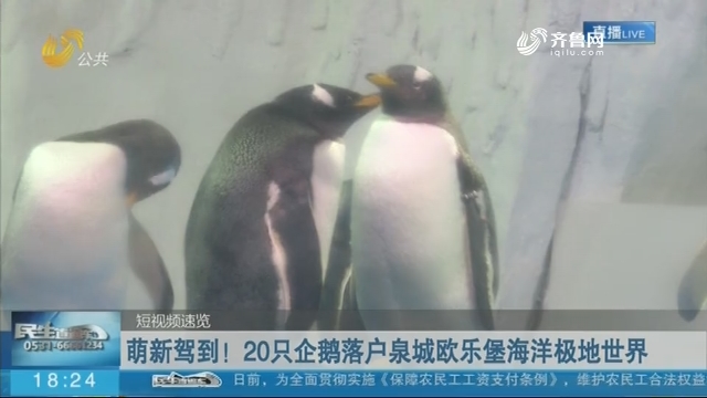 萌新驾到！20只企鹅落户泉城欧乐堡海洋极地世界