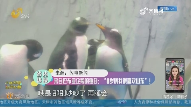 来自巴布亚企鹅的独白：“8岁的我很喜欢山东”！