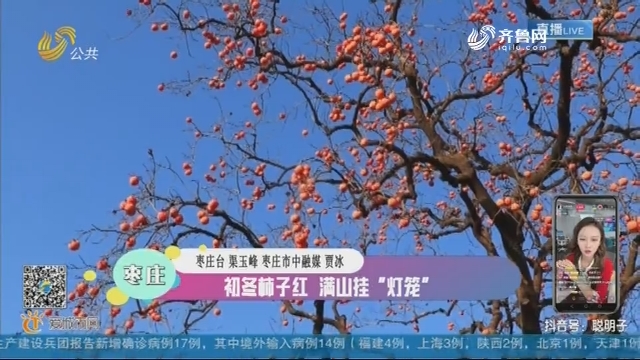 枣庄：初冬柿子红 满山挂“灯笼”