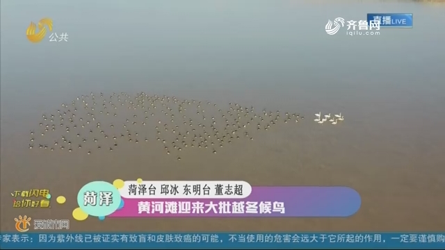 菏泽：黄河滩迎来大批越冬候鸟