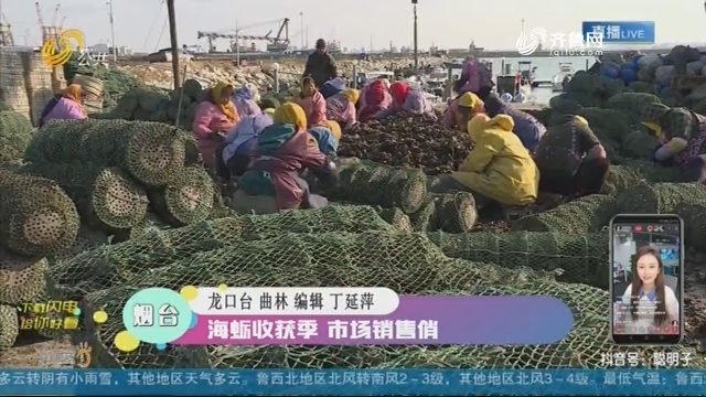 【融媒朋友圈】烟台：海蛎收获季 市场销售俏