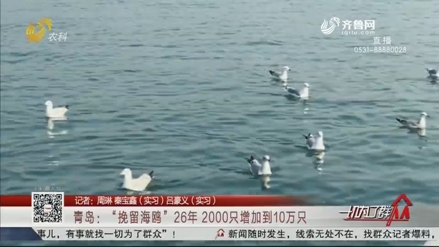 青岛：“挽留海鸥”26年 2000只增加到10万只