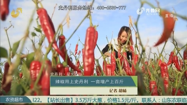 【史丹利·星光农场】辣椒用上史丹利 一亩增产上百斤
