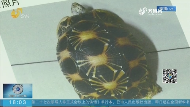 济南：获刑1年 男子网上非法售卖国家保护野生动物辐纹陆龟