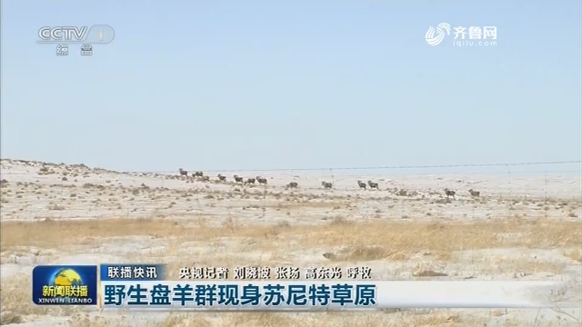 【联播快讯】野生盘羊群现身苏尼特草原