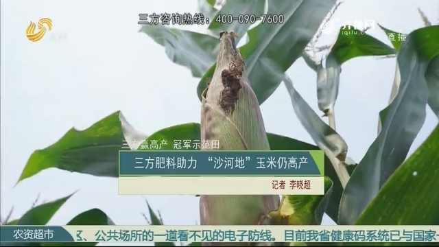 【三方赢高产 冠军示范田】三方肥料助力 “沙河地”玉米仍高产