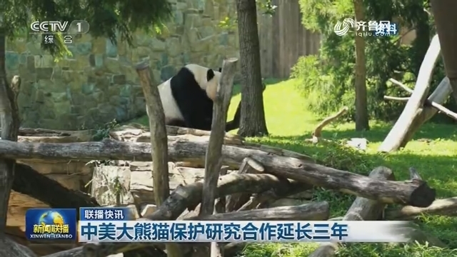 【联播快讯】中美大熊猫保护研究合作延长三年