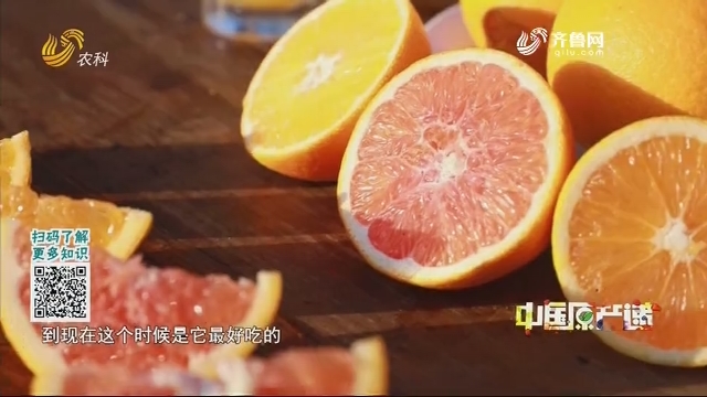 20201212《中国原产递》：秭归脐橙