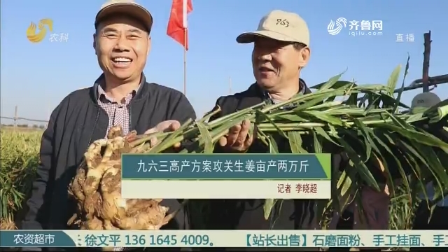 九六三高产方案攻关生姜亩产两万斤
