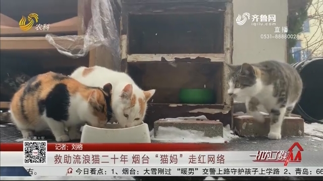 救助流浪猫二十年 烟台“猫妈”走红网络