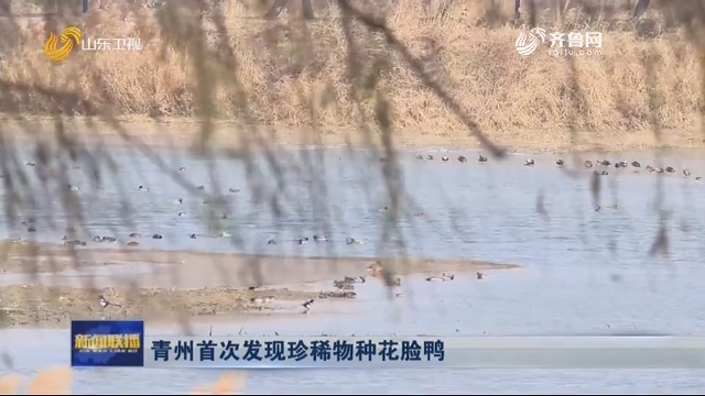 青州首次发现珍稀物种花脸鸭