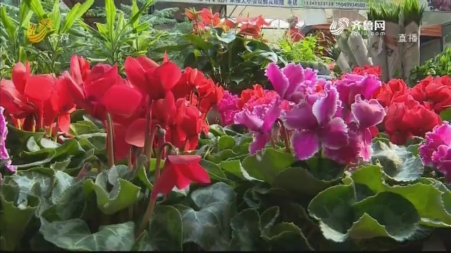 滕州花卉市场：冬日里的盎然生机