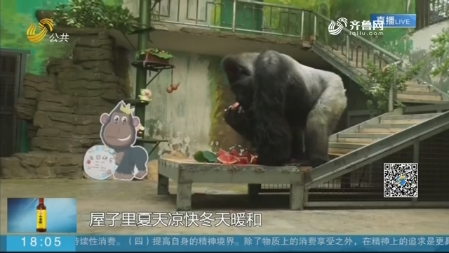 济南：国内动物园最长寿的大猩猩“威利”去世 生命定格在44.5岁