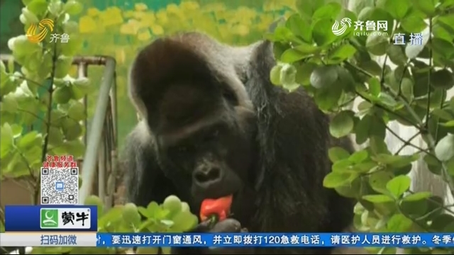 济南动物园的大猩猩威利走了！