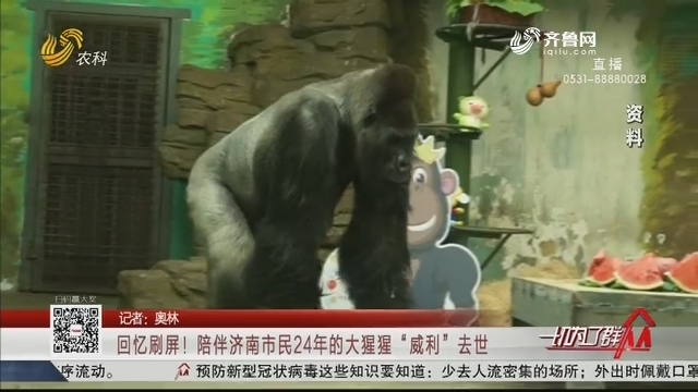 回忆刷屏！陪伴济南市民24年的大猩猩“威利”去世