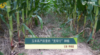 【三方赢高产 冠军示范田】玉米高产田里的“宽窄行”种植