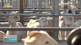 【扎实实施乡村振兴战略】后十里铺村：“羊产业”年产值达5亿