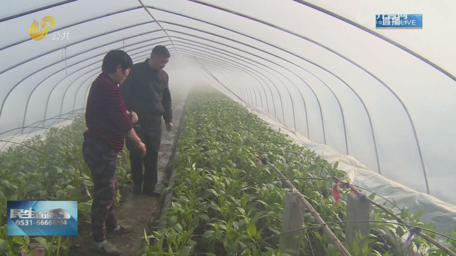 枣庄：冬季低温天气 菜农和果农采取多重措施为蔬果保暖