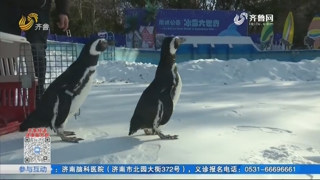 两只企鹅 济南受冻？