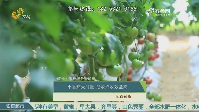 【小螺号·农技服务直通车】小番茄大能量 助农兴农效益高