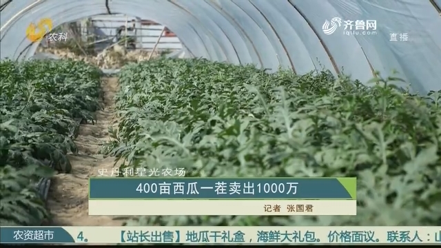 【史丹利·星光农场】400亩西瓜一茬卖出1000万